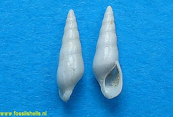 Cossmannia expansa 