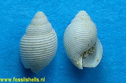 Acteon sphaericulus