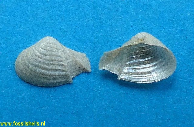 Neaeroporomya argentea