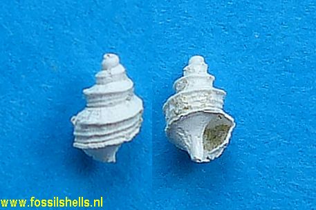 Pseudoandonia species