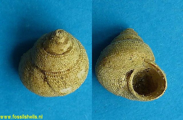 Jujubinus subfragilis
