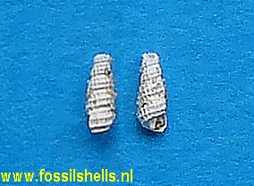 Krachia pulcherrima