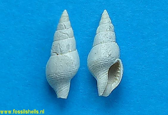 Mitrella angusta