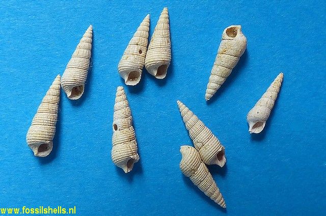 Bittium philippardi