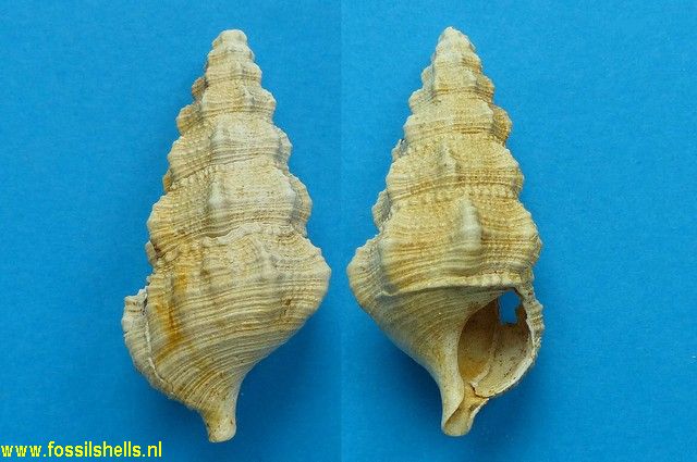 Pseudoaluco globulosus