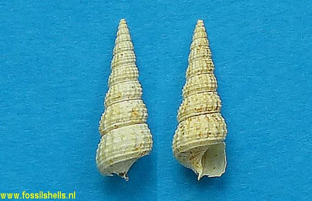 Cerithidea tetrataenia