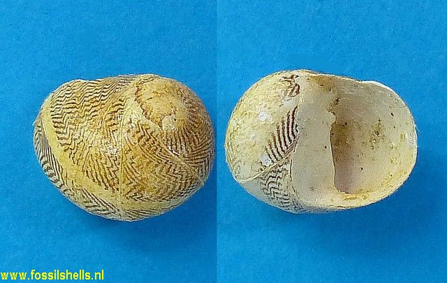 Neritoplica subornata