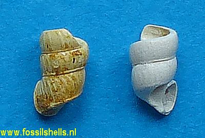 Cylindrellina parisiensis