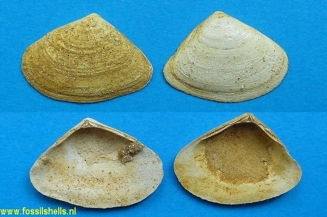 Corbicula acutangularis