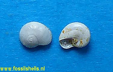 Teinostoma rotellaeforme
