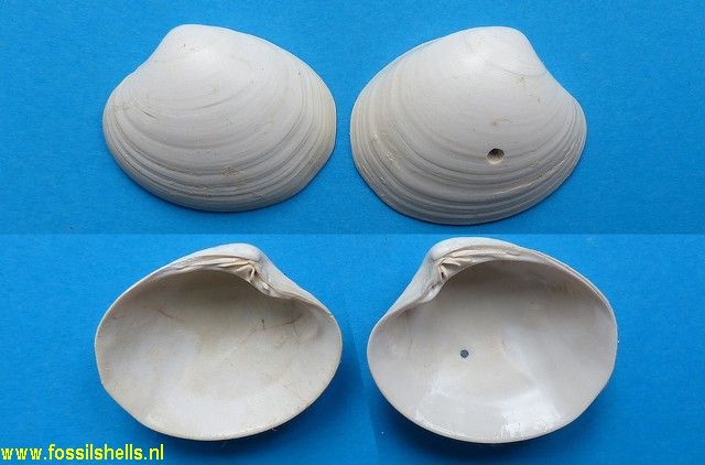 Pitar lunularia