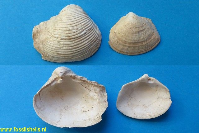 Bicorbula altavillensis