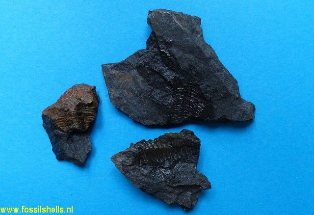 Unidentified Trilobita