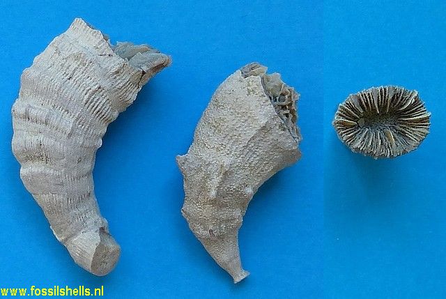 Caryophyllia vindobonensis