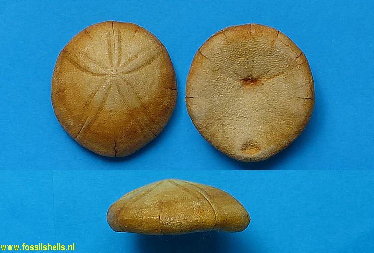 Echinolampas calvimontana