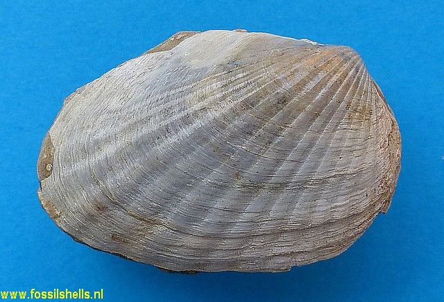 Cardium sarmaticum