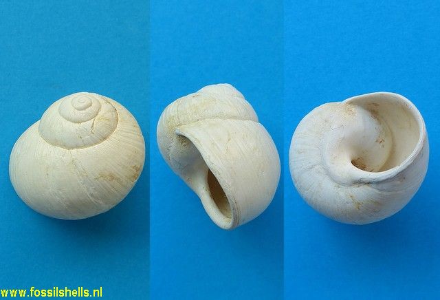 Helix toulai