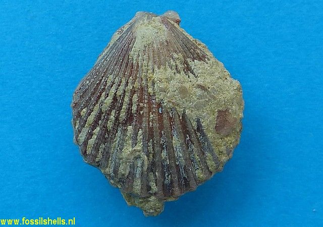 Chlamys biarritzensis