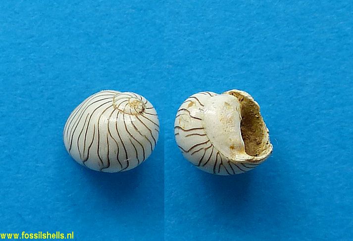 Theodoxus crenulatus