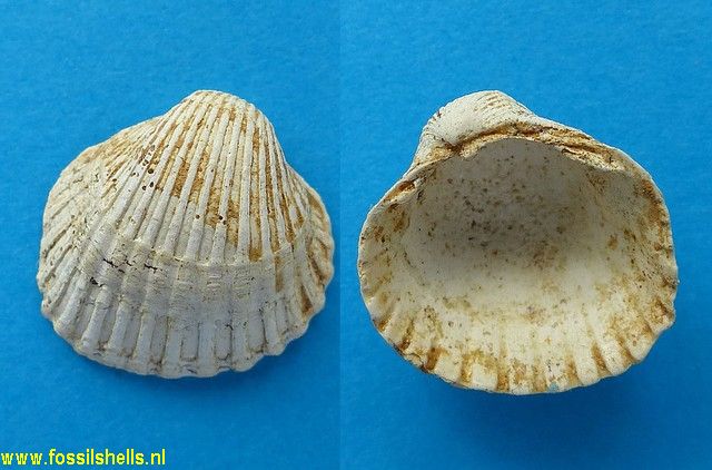 Cardium species
