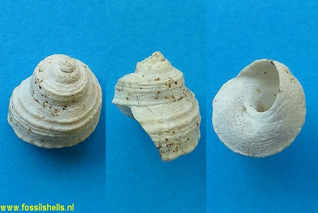 Gibbula beaumonti
