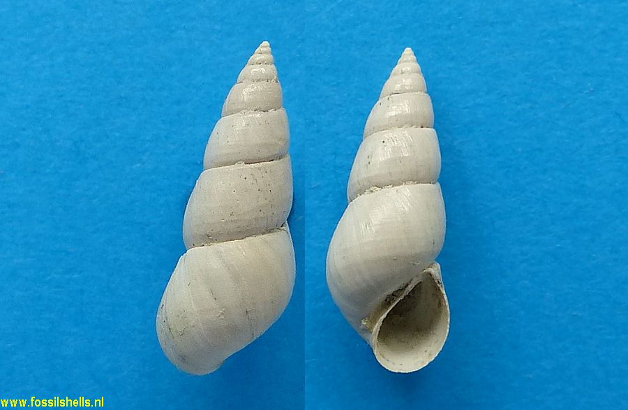 Hydrobia pseudocaspia