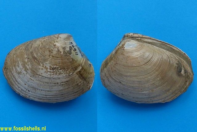 Compsomyax oregonensis