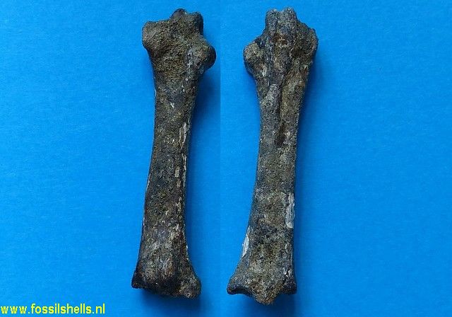 Unidentified Mammalia