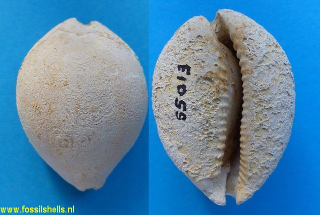 Siphocypraea chilona