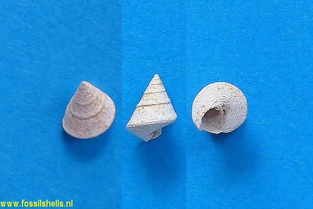 Calliostoma grammaticum