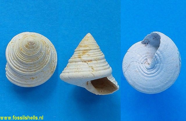 Calliostoma exile
