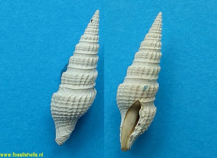 Clavatula calligonoides