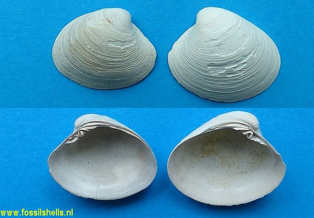 Callocardia prosayana