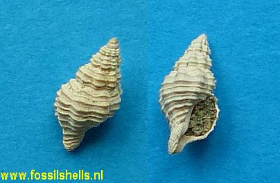 Trachypollia trachea