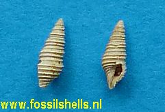 Microdrillia species