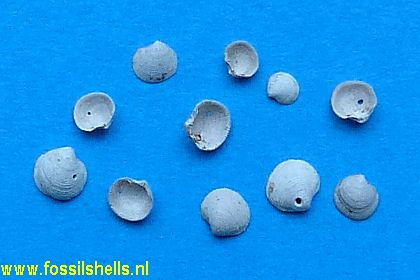 Parvilucina flumenvadosa