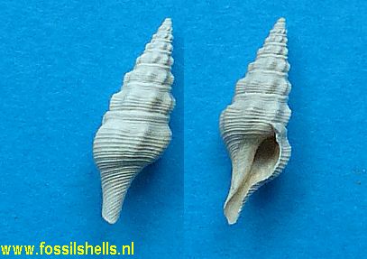 Fusiturricula glaphura