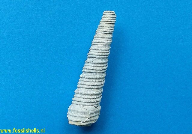 Turritella waltonensis