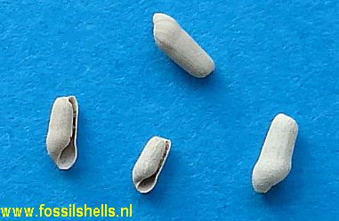 Sulcoretusa prosulcata