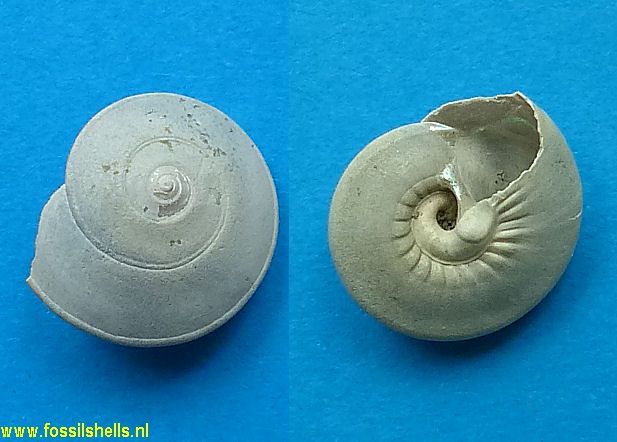 Calliostoma rugabasis