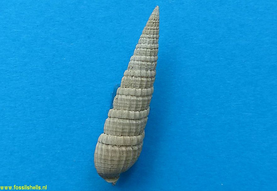 Strioterebrum waltonensis