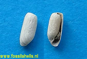 Cylichna anthera
