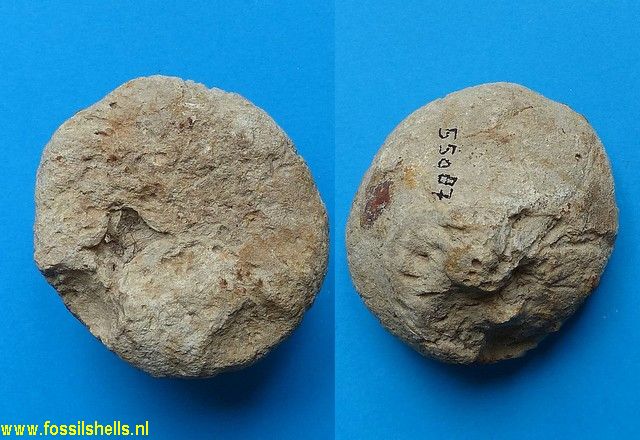 Chenendopora species