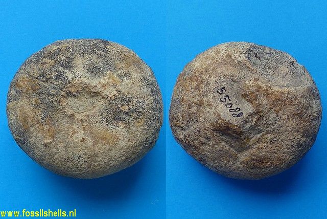 Desmospongiae species