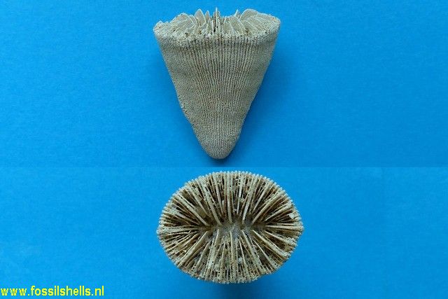 Eupsammia trochiformis