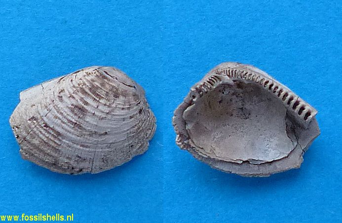 Nucula georgiana