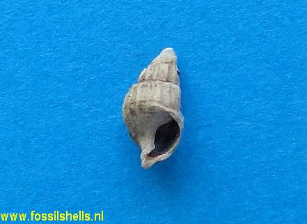 Nassarius bocholtensis