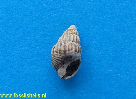 Nassarius syltensis