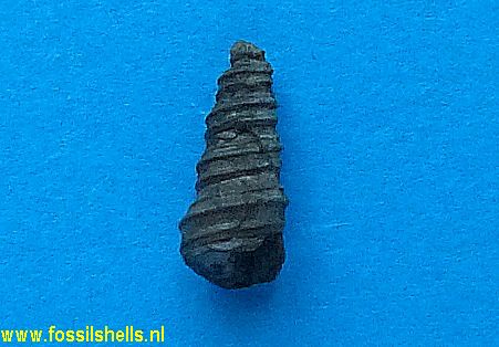 Turritella cochlias