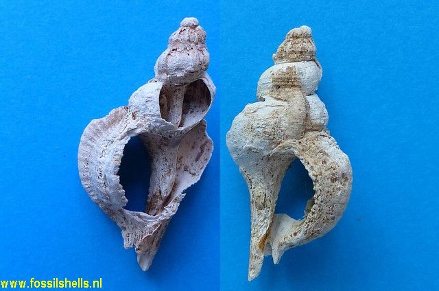 Murex inornatus